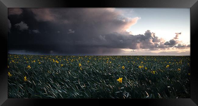 The Porthleven Daffodil Fields Framed Print by Simon Gladwin