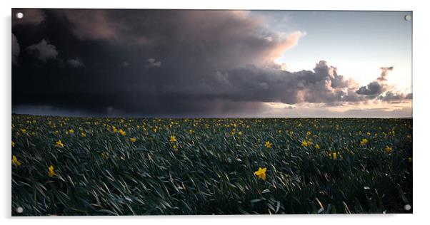 The Porthleven Daffodil Fields Acrylic by Simon Gladwin