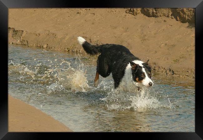 A Wet Collie Dog Framed Print by Jackson Photography