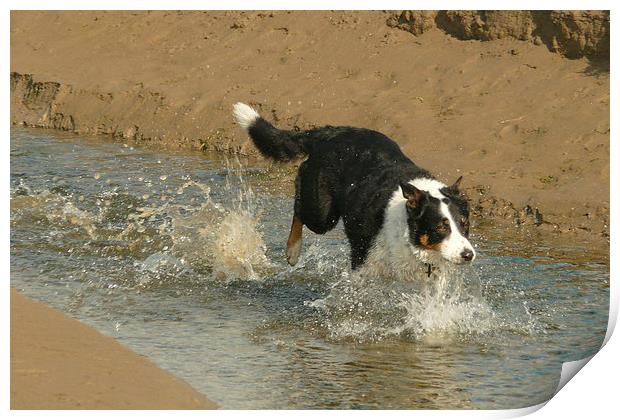 A Wet Collie Dog Print by Jackson Photography