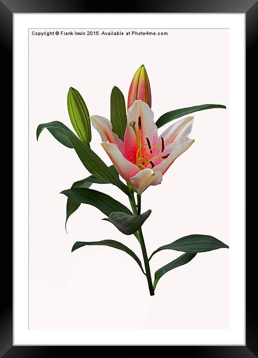  Beautiful pinkish Lily Framed Mounted Print by Frank Irwin