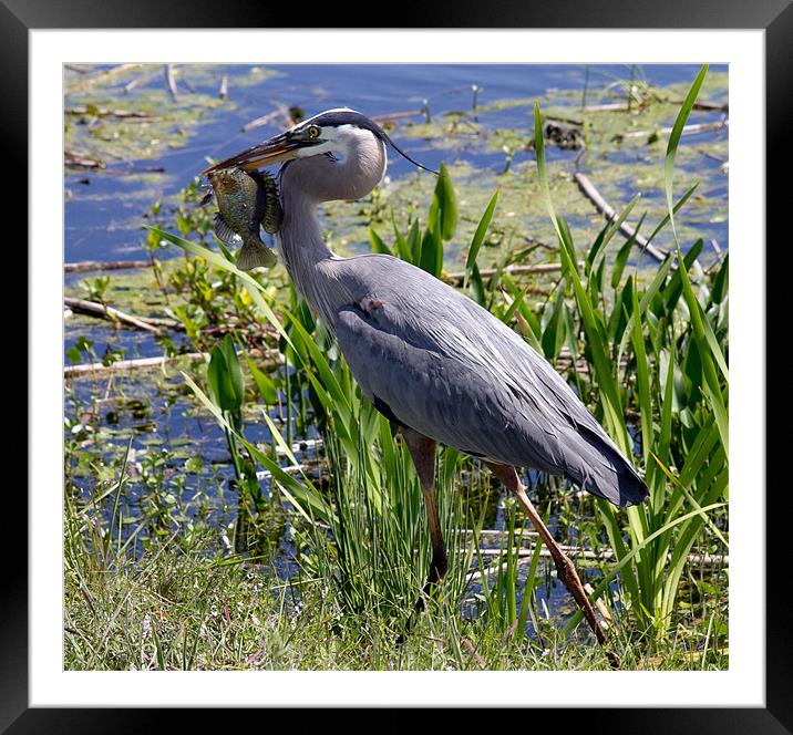 Great Blue Heron (Ardea herodias) Framed Mounted Print by Christopher Grant