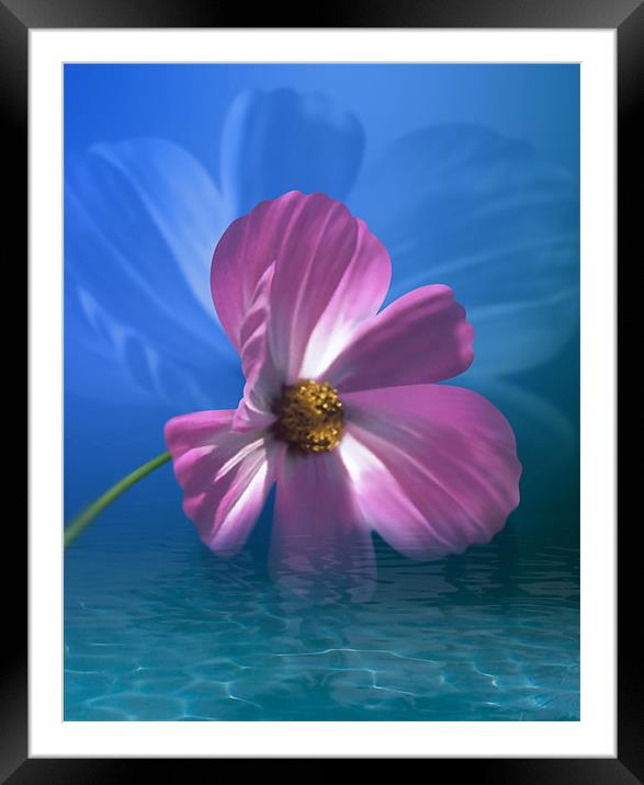Cosmos Flower In Water Framed Mounted Print by Lidiya Drabchuk