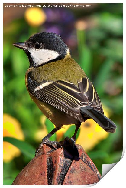  Great Tit ( Parus Major ) Print by Martyn Arnold