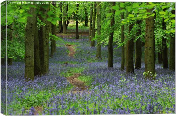  The bluebell trail Canvas Print by James Tully