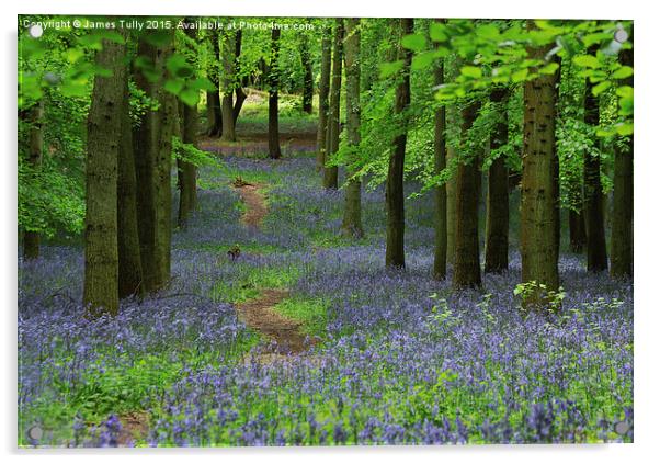  The bluebell trail Acrylic by James Tully