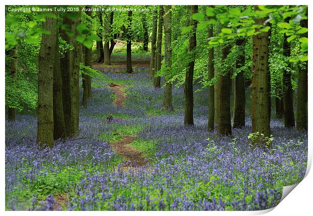  The bluebell trail Print by James Tully