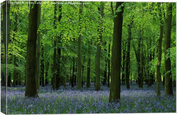  The beauty of bluebells Canvas Print by James Tully