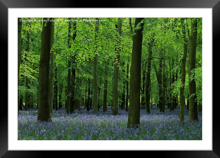  The beauty of bluebells Framed Mounted Print by James Tully