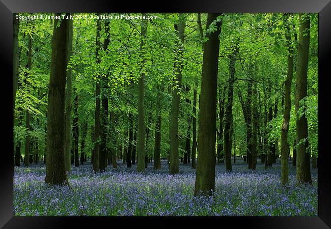  The beauty of bluebells Framed Print by James Tully