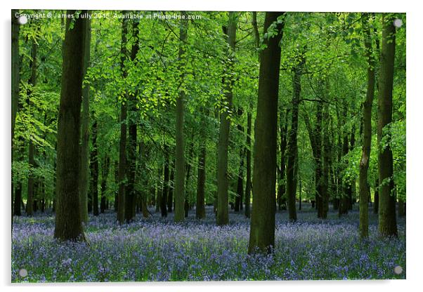  The beauty of bluebells Acrylic by James Tully