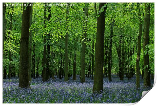  The beauty of bluebells Print by James Tully