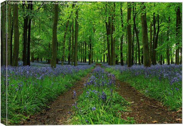  Bluebell boulevard  Canvas Print by James Tully