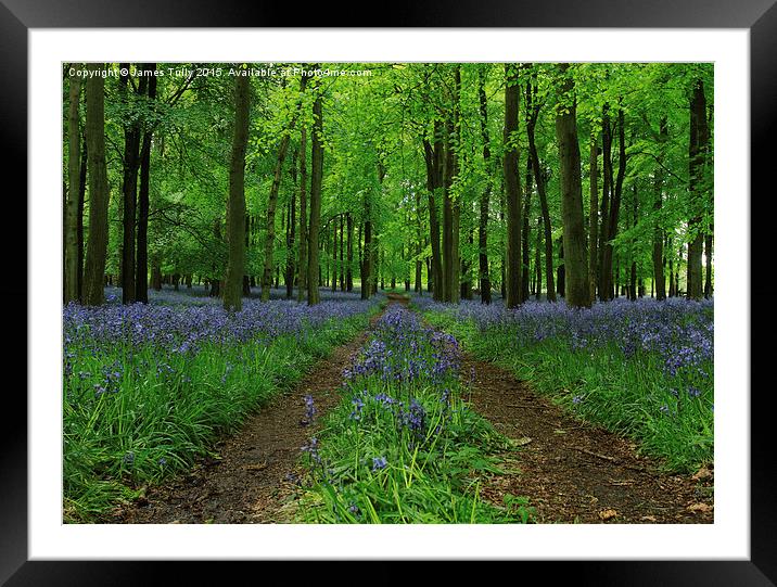  Bluebell boulevard  Framed Mounted Print by James Tully