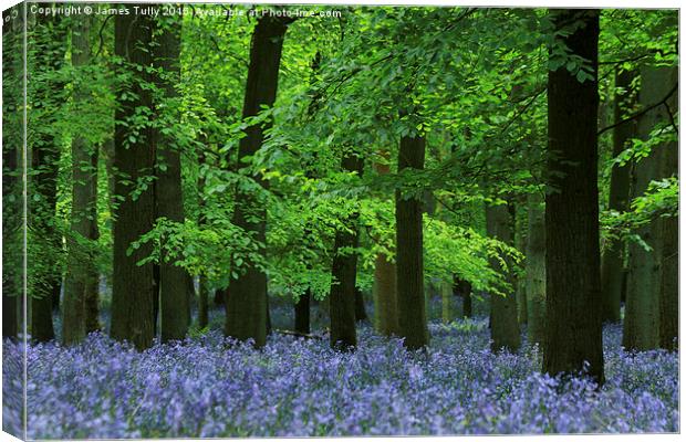  Blazing bluebells Canvas Print by James Tully