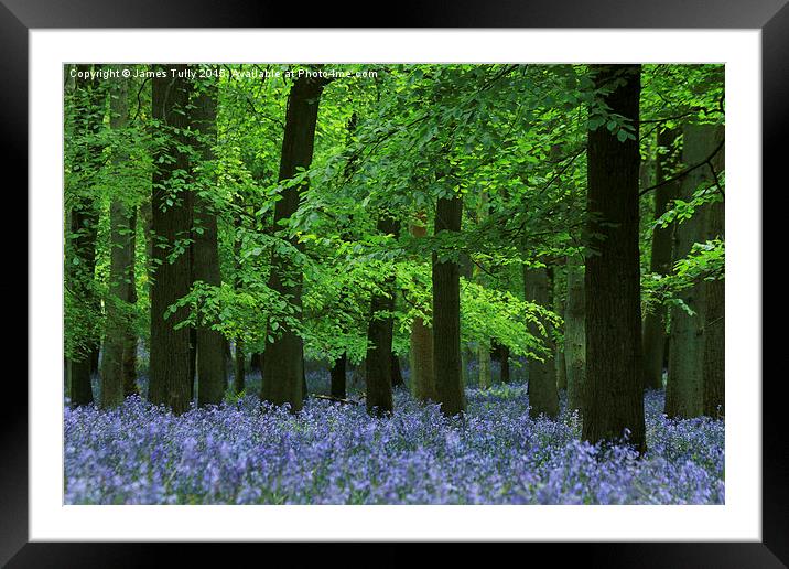  Blazing bluebells Framed Mounted Print by James Tully