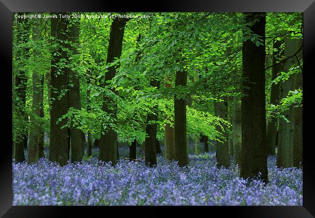  Blazing bluebells Framed Print by James Tully