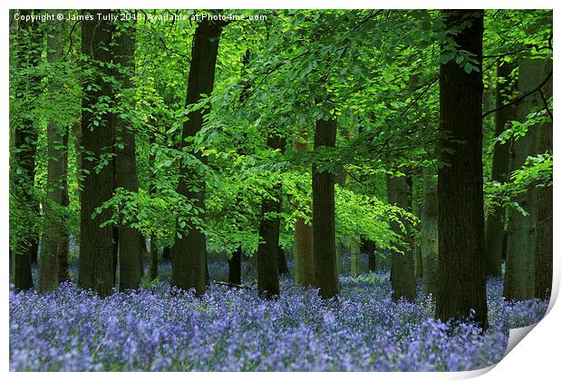  Blazing bluebells Print by James Tully