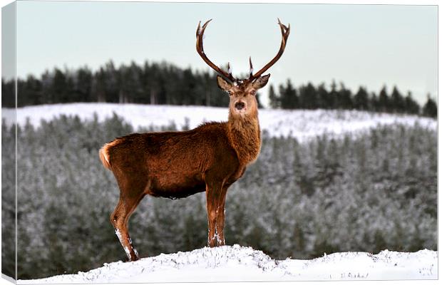   Red Deer Stag Canvas Print by Macrae Images