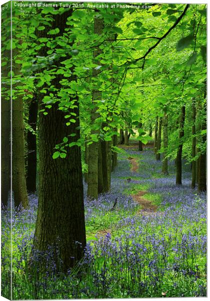  Blooming beeches Canvas Print by James Tully