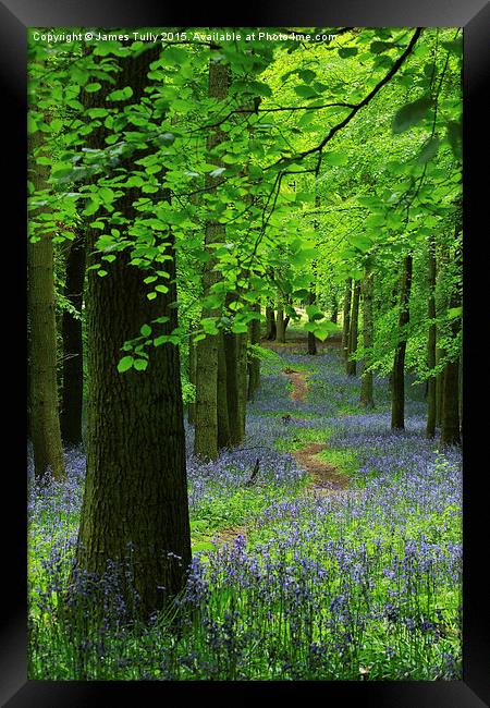  Blooming beeches Framed Print by James Tully