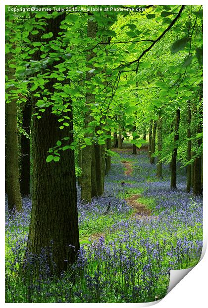  Blooming beeches Print by James Tully