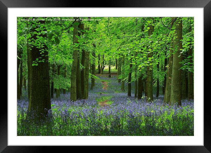  Into the woods Framed Mounted Print by James Tully
