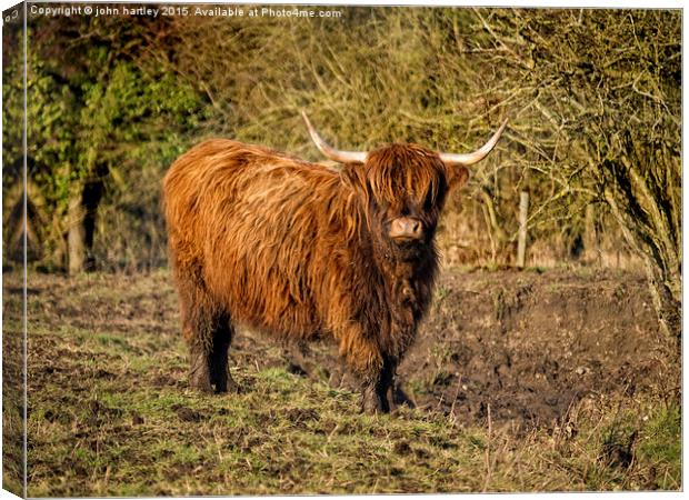 Highland Cattle with Muddy feet #1 Canvas Print by john hartley
