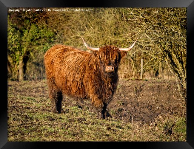 Highland Cattle with Muddy feet #1 Framed Print by john hartley