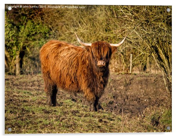 Highland Cattle with Muddy feet #1 Acrylic by john hartley