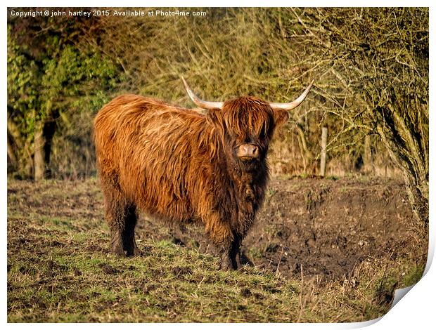 Highland Cattle with Muddy feet #1 Print by john hartley