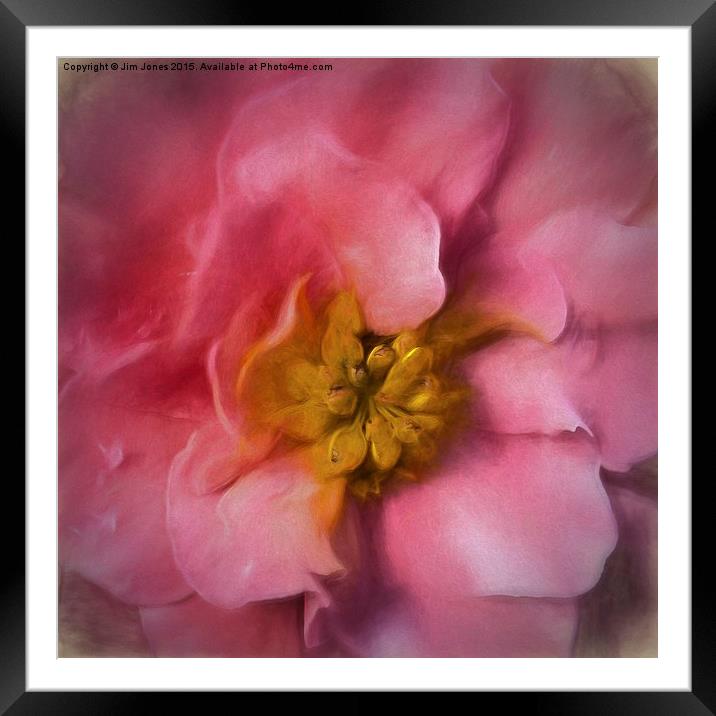Delicate Bloom A Macro Artistic Begonia Framed Mounted Print by Jim Jones
