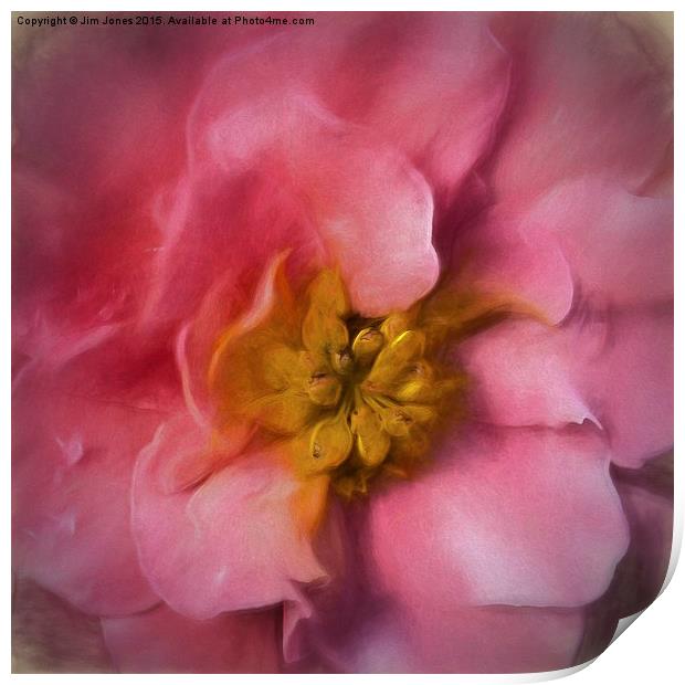 Delicate Bloom A Macro Artistic Begonia Print by Jim Jones
