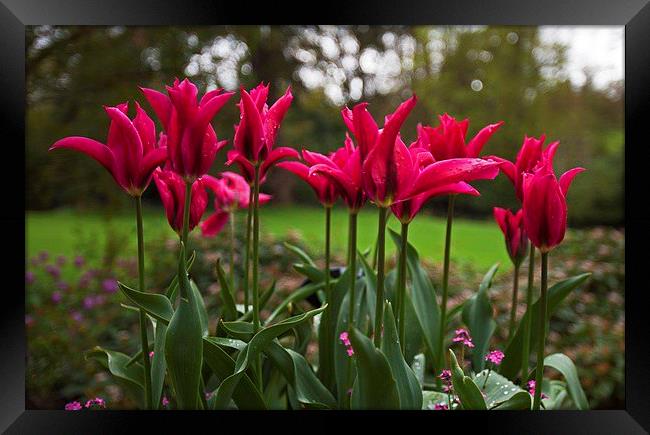  A taste of spring Framed Print by Stephen Prosser