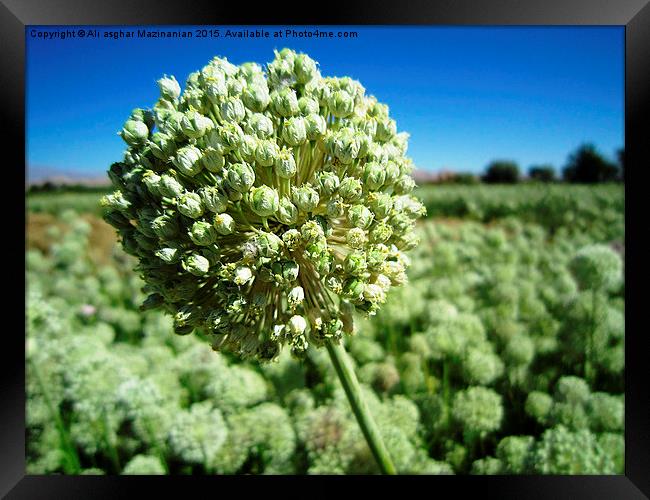  Onion buds and flowers, Framed Print by Ali asghar Mazinanian