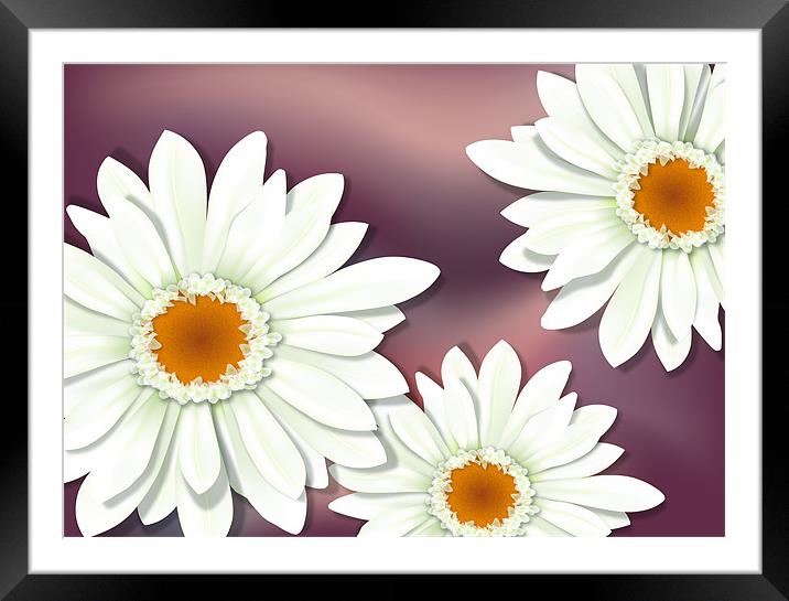 White Gerbera / Herbera Flower Close-up Framed Mounted Print by Lidiya Drabchuk
