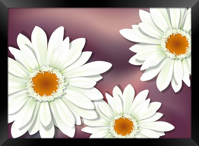 White Gerbera / Herbera Flower Close-up Framed Print by Lidiya Drabchuk