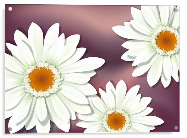 White Gerbera / Herbera Flower Close-up Acrylic by Lidiya Drabchuk