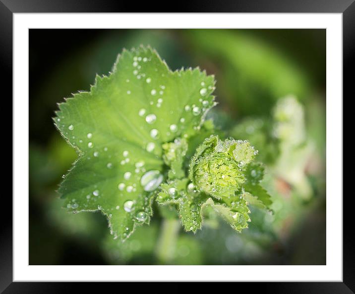  Droplets of calm Framed Mounted Print by Stephen Prosser
