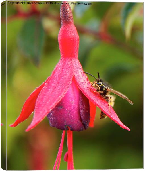  The Wasp and the Fuchsia Canvas Print by Ros Ambrose