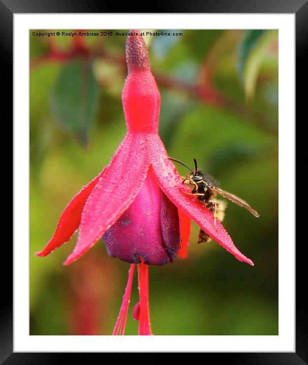  The Wasp and the Fuchsia Framed Mounted Print by Ros Ambrose