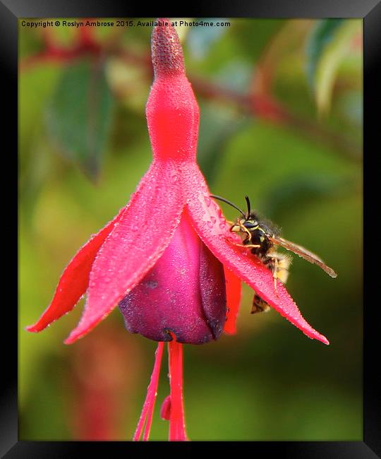  The Wasp and the Fuchsia Framed Print by Ros Ambrose