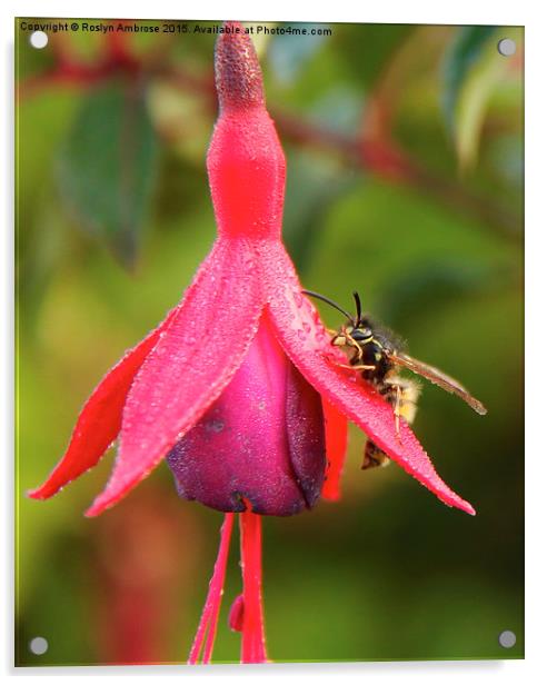  The Wasp and the Fuchsia Acrylic by Ros Ambrose