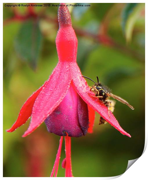  The Wasp and the Fuchsia Print by Ros Ambrose