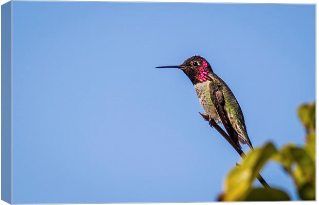  Anna's Hummingbird against blue sky Canvas Print by Shawn Jeffries