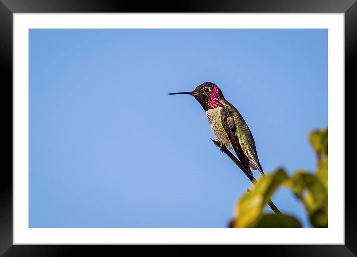  Anna's Hummingbird against blue sky Framed Mounted Print by Shawn Jeffries