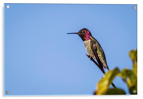  Anna's Hummingbird against blue sky Acrylic by Shawn Jeffries