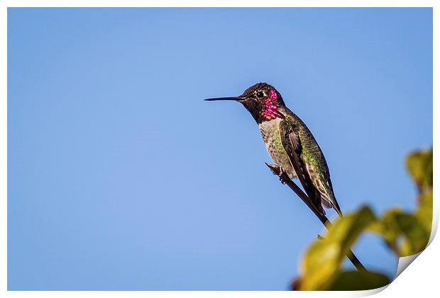  Anna's Hummingbird against blue sky Print by Shawn Jeffries