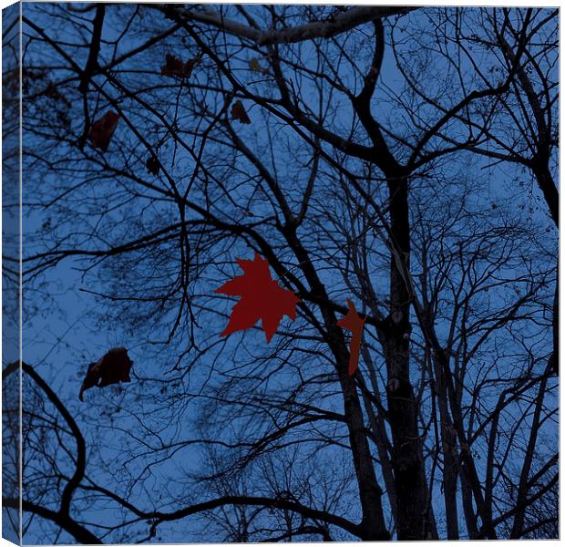  leaves in moonlight Canvas Print by Marinela Feier