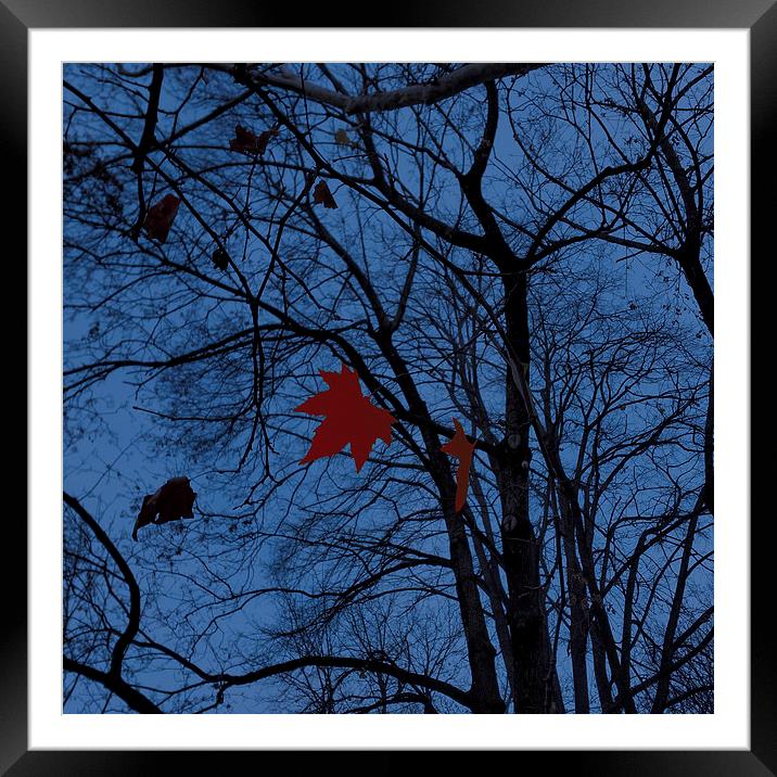  leaves in moonlight Framed Mounted Print by Marinela Feier